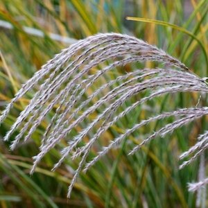 Miscanthus sin. 'Morning Light' geen maat specificatie 0,55L/P9cm - image 11