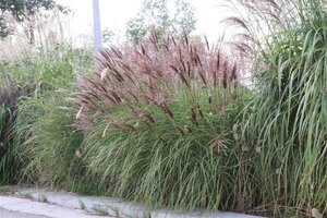 Miscanthus sin. 'Red Chief' geen maat specificatie 0,55L/P9cm - afbeelding 4
