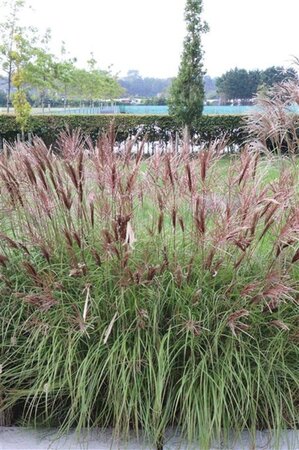 Miscanthus sin. 'Red Chief' geen maat specificatie 0,55L/P9cm - afbeelding 2