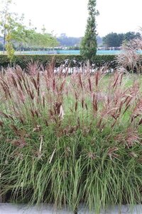 Miscanthus sin. 'Red Chief' geen maat specificatie 0,55L/P9cm - afbeelding 2