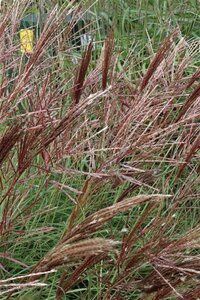 Miscanthus sin. 'Red Chief' geen maat specificatie 0,55L/P9cm - afbeelding 3