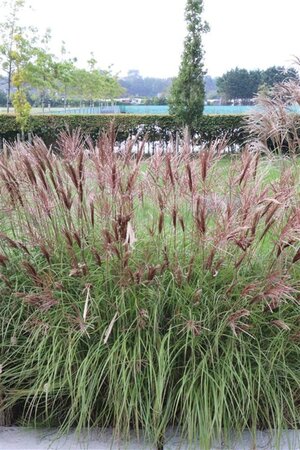 Miscanthus sin. 'Red Chief' geen maat specificatie 0,55L/P9cm - afbeelding 5