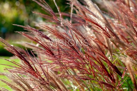 Miscanthus sin. 'Red Chief' geen maat specificatie 0,55L/P9cm - afbeelding 4
