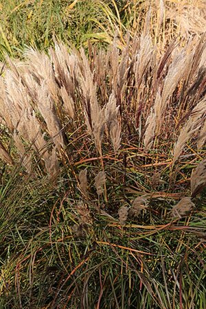 Miscanthus sin. 'Red Chief' geen maat specificatie 0,55L/P9cm - afbeelding 2