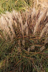 Miscanthus sin. 'Red Chief' geen maat specificatie 0,55L/P9cm - afbeelding 2