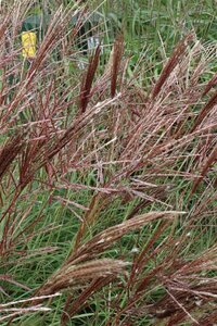 Miscanthus sin. 'Red Chief' geen maat specificatie 0,55L/P9cm - image 3