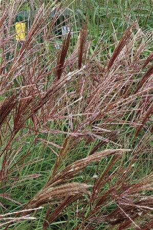 Miscanthus sin. 'Red Chief' geen maat specificatie 0,55L/P9cm - image 5