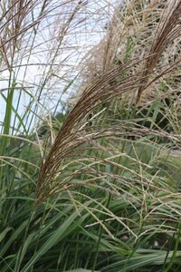 Miscanthus sin. 'Silberfeder' geen maat specificatie 0,55L/P9cm - afbeelding 3