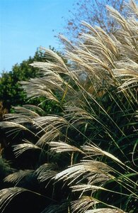 Miscanthus sin. 'Silberfeder' geen maat specificatie 0,55L/P9cm - afbeelding 4