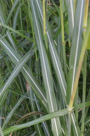 Miscanthus sin. 'Silberfeder' geen maat specificatie 0,55L/P9cm - afbeelding 4