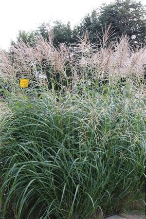 Miscanthus sin. 'Silberfeder' geen maat specificatie 0,55L/P9cm - afbeelding 5