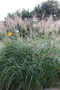 Miscanthus sin. 'Silberfeder' geen maat specificatie 0,55L/P9cm - afbeelding 5