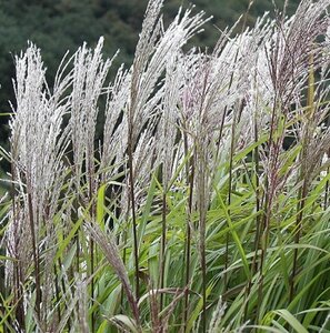 Miscanthus sin. 'Silberfeder' geen maat specificatie 0,55L/P9cm - image 3