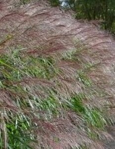 Miscanthus sin. 'Silberfeder' geen maat specificatie 0,55L/P9cm - image 2