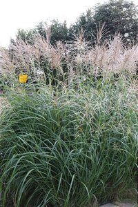 Miscanthus sin. 'Silberfeder' geen maat specificatie 0,55L/P9cm - image 5