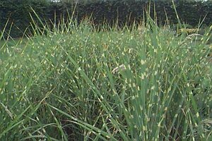 Miscanthus sin. 'Strictus' geen maat specificatie cont. 3,0L - afbeelding 4