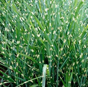 Miscanthus sin. 'Strictus' geen maat specificatie 0,55L/P9cm - afbeelding 4