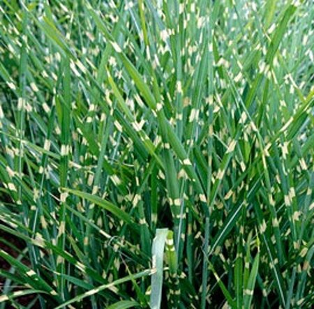 Miscanthus sin. 'Strictus' geen maat specificatie 0,55L/P9cm - image 4