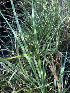 Miscanthus sin. 'Strictus' geen maat specificatie 0,55L/P9cm - image 3