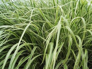 Miscanthus sin. 'Variegatus' geen maat specificatie 0,55L/P9cm