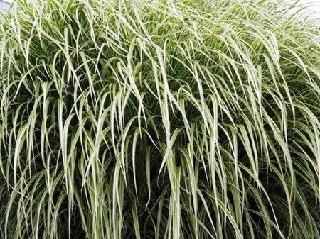 Miscanthus sin. 'Variegatus' geen maat specificatie 0,55L/P9cm - image 2
