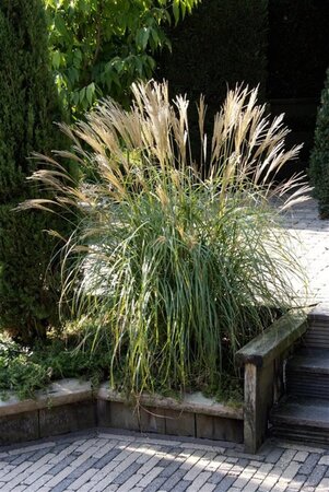 Miscanthus sin. 'Yaku Jima'= 'Yakushima Dwarf'(verouderd) geen maat specificatie 0,55L/P9cm - afbeelding 8