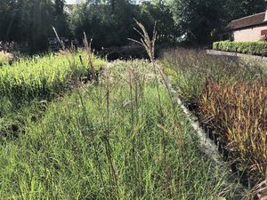 Miscanthus sin. 'Yaku Jima'= 'Yakushima Dwarf'(verouderd) geen maat specificatie 0,55L/P9cm