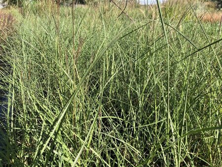 Miscanthus sin. 'Yaku Jima'= 'Yakushima Dwarf'(verouderd) geen maat specificatie 0,55L/P9cm - afbeelding 2