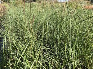 Miscanthus sin. 'Yaku Jima'= 'Yakushima Dwarf'(verouderd) geen maat specificatie 0,55L/P9cm - afbeelding 2