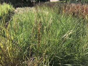 Miscanthus sin. 'Yaku Jima'= 'Yakushima Dwarf'(verouderd) geen maat specificatie 0,55L/P9cm - afbeelding 4