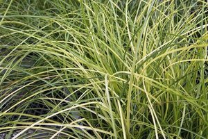 Miscanthus sin. 'Yaku Jima'= 'Yakushima Dwarf'(verouderd) geen maat specificatie 0,55L/P9cm - afbeelding 5