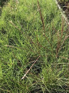 Miscanthus sin. 'Yaku Jima'= 'Yakushima Dwarf'(verouderd) geen maat specificatie 0,55L/P9cm - afbeelding 6