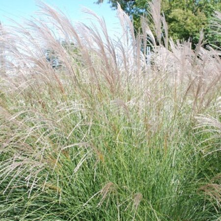 Miscanthus sin. 'Yaku Jima'= 'Yakushima Dwarf'(verouderd) geen maat specificatie 0,55L/P9cm - afbeelding 7