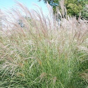 Miscanthus sin. 'Yaku Jima'= 'Yakushima Dwarf'(verouderd) geen maat specificatie 0,55L/P9cm - afbeelding 7