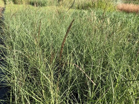 Miscanthus sin. 'Yaku Jima'= 'Yakushima Dwarf'(verouderd) geen maat specificatie 0,55L/P9cm - image 3