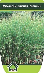 Miscanthus sin. 'Zebrinus' geen maat specificatie cont. 3,0L - afbeelding 4