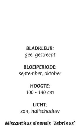 Miscanthus sin. 'Zebrinus' geen maat specificatie cont. 3,0L - image 3