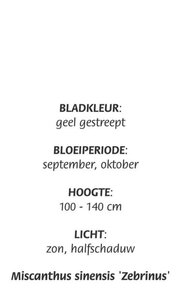 Miscanthus sin. 'Zebrinus' geen maat specificatie cont. 3,0L - image 3