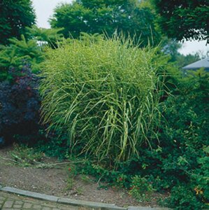 Miscanthus sin. 'Zebrinus' geen maat specificatie 0,55L/P9cm - afbeelding 3
