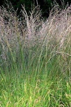 Molinia arund. 'Karl Foerster' geen maat specificatie 0,55L/P9cm