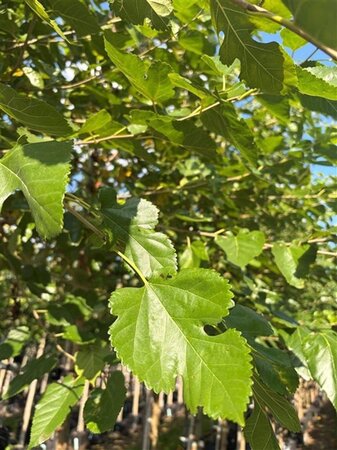 Morus alba 20-25 Hoogstam draadkluit 3 X verplant