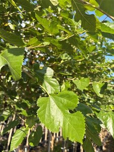 Morus alba 20-25 Hoogstam draadkluit 3 X verplant