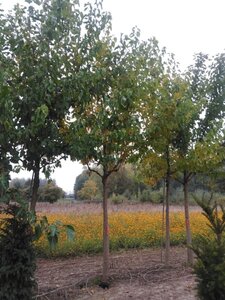 Morus alba 25-30 STA WRB 3 X V