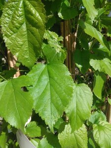 Morus alba 70 cm vierkant 2L