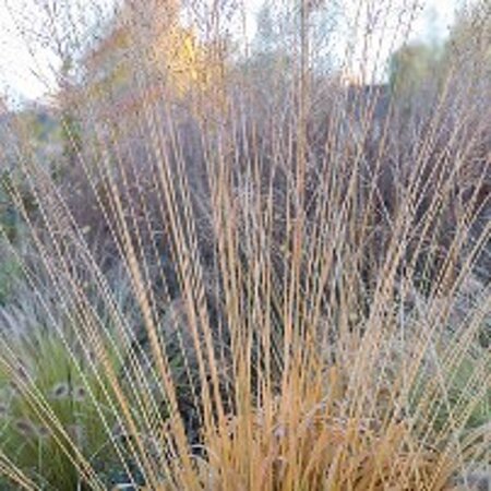 Molinia arundinacea geen maat specificatie 0,55L/P9cm - afbeelding 3