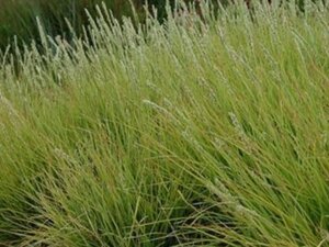 Molinia arundinacea geen maat specificatie 0,55L/P9cm