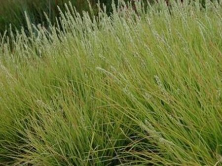 Molinia arundinacea geen maat specificatie 0,55L/P9cm - image 1