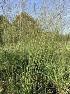 Molinia arund. 'Transparent' geen maat specificatie 0,55L/P9cm