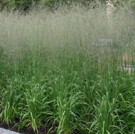 Molinia arund. 'Transparent' geen maat specificatie 0,55L/P9cm - image 4