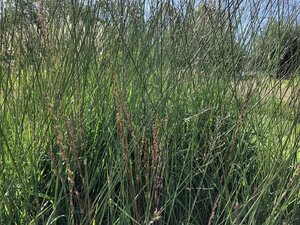 Molinia arund. 'Transparent' geen maat specificatie 0,55L/P9cm - image 2